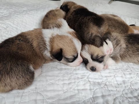 Meet Zoes AMAZING New Litter of 6 Precious Corgi Puppies