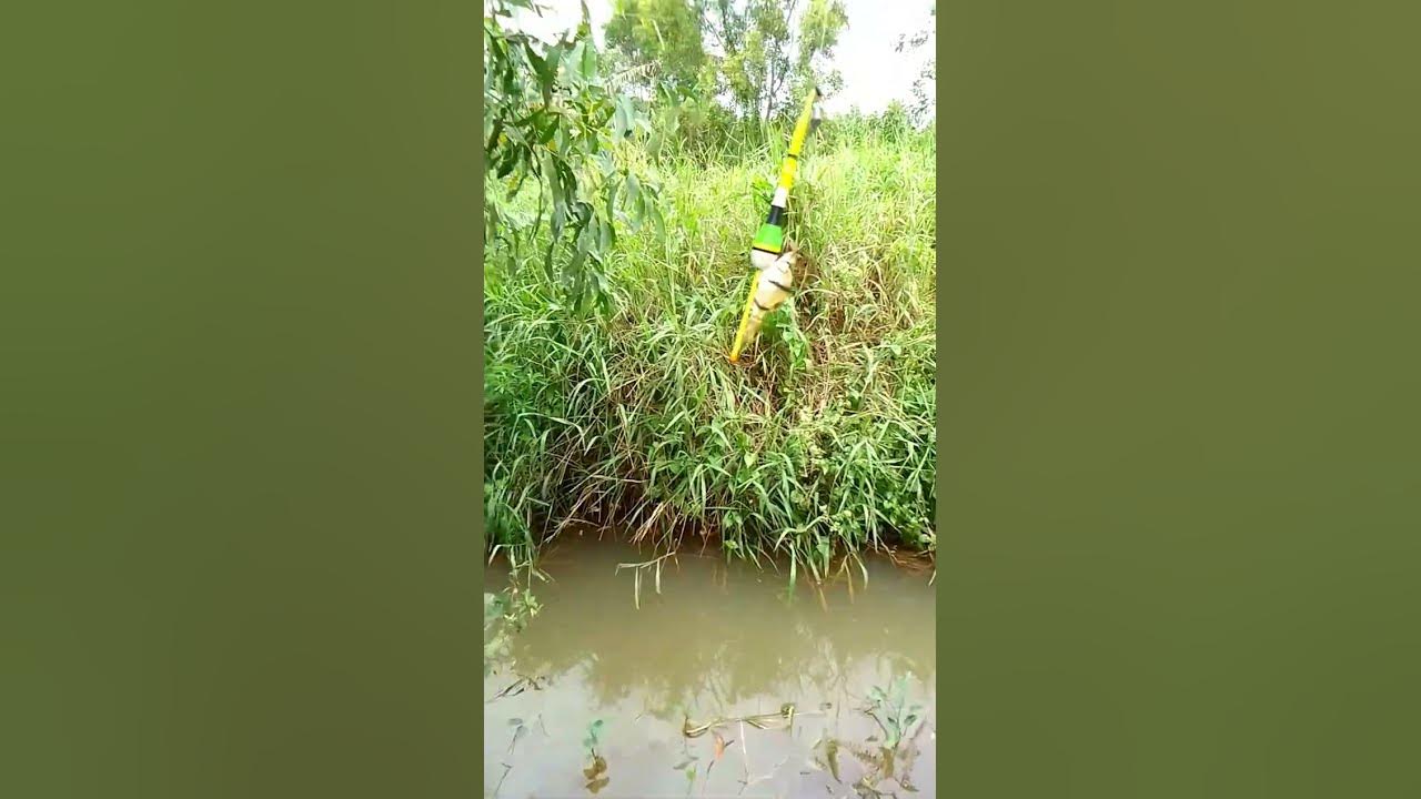 Sensasi"mancing ikan gabus pasir,ikan red devil & ikan hias Batam