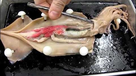 Squid Anatomy