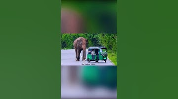 Angry elephant attack the tuk tuk #elephant #trending #shortvideo