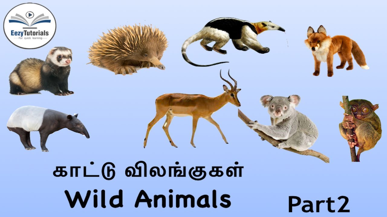 Wild animals in tamil and English Part 2 - YouTube
