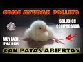 Como CURAR  un POLLITO con las PATAS ABIERTAS - SOLUCIÓN