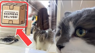 [Features of Norwegian Forest Cat] Delivery service has arrived! by Talking weegieTV Richard 521 views 5 months ago 6 minutes, 16 seconds