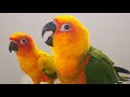 Sun Conure Sounds | Sun Conure Talking And Dancing