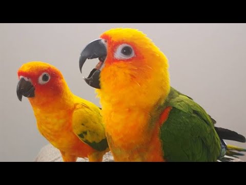 Video: White-fronted Amazon