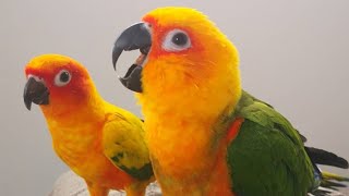 Sun Conure Sounds | Sun Conure Talking And Dancing