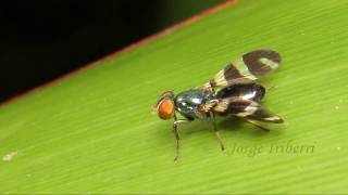 Euxesta sp