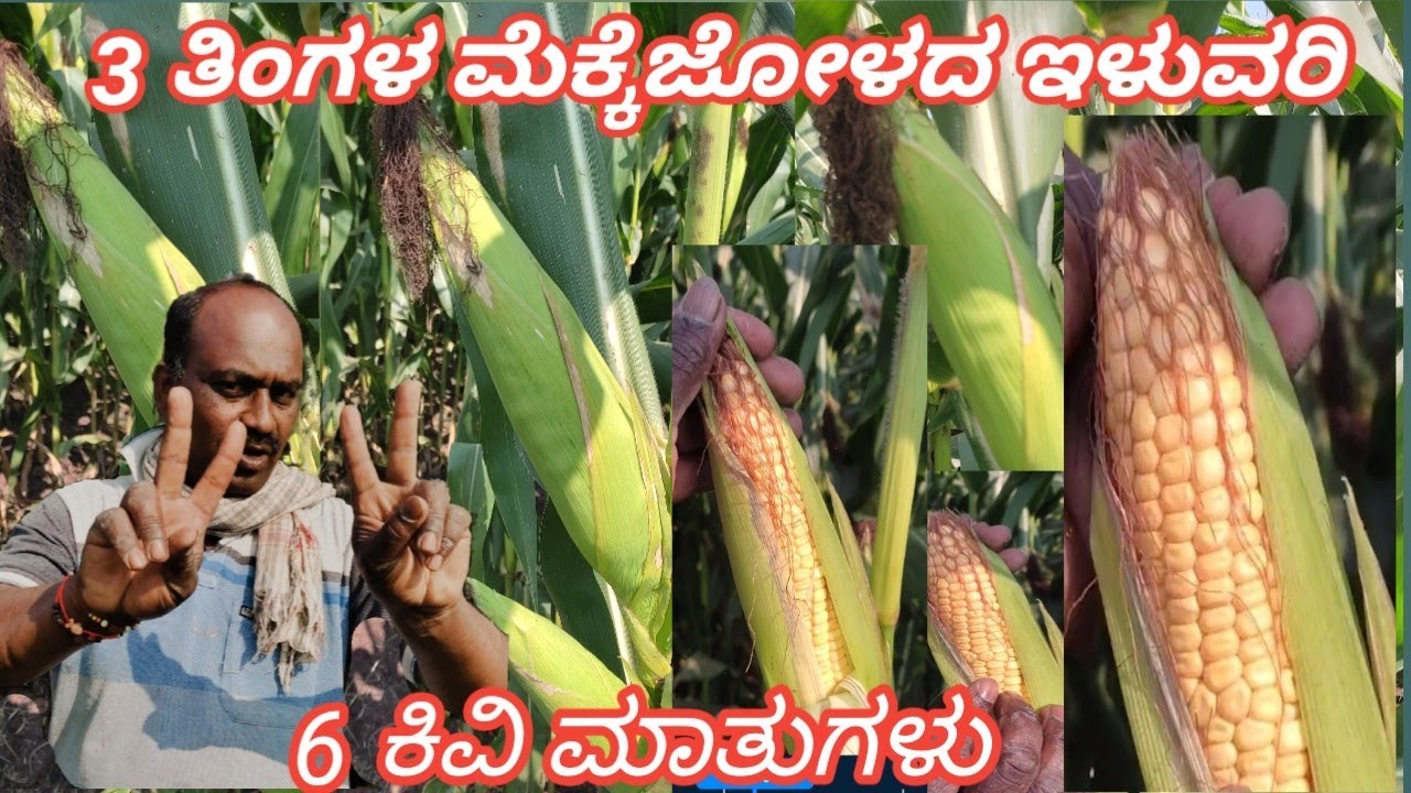3 ತಿಂಗಳ ಮೆಕ್ಕೆಜೋಳದ ಇಳುವರಿ 6 ಕಿವಿ ಮಾತುಗಳು || ಮುಸುಕಿನ ಜೋಳ ( ಗೋಂಜಾಳ ) Corn Farming 🌾
