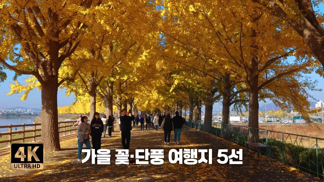 가을 꽃·단풍 여행지 5선  4K Walkㅣ피나클랜드수목원, 아침고요수목원,  양주천일홍축제, 아산은행나무길, 마곡사