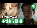 산사태로부터 주인을 구한 개, 아롱이 I TV동물농장 (Animal Farm) | SBS Story