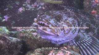 Lingcod eating painted greenling part 2
