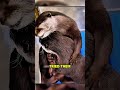 This Otter Thought His Keeper Disappeared Forever 🦦❤️ #shorts
