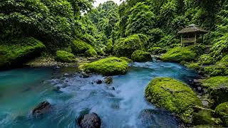 Fresh River Water Sounds, Soft Birds Chirping, Peaceful Forest Escape for Quiet Moments