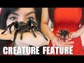 HUGE Tarantula! | Creature Feature | Brazilian Black Spider