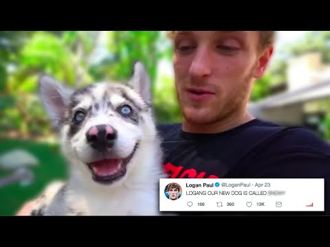Logan Paul Reveals His New Dog S Name Youtube