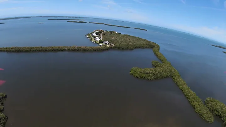 Sawfish off Pine Island