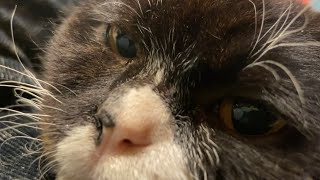 もんたがくっついてゴロゴロ言ってきた
