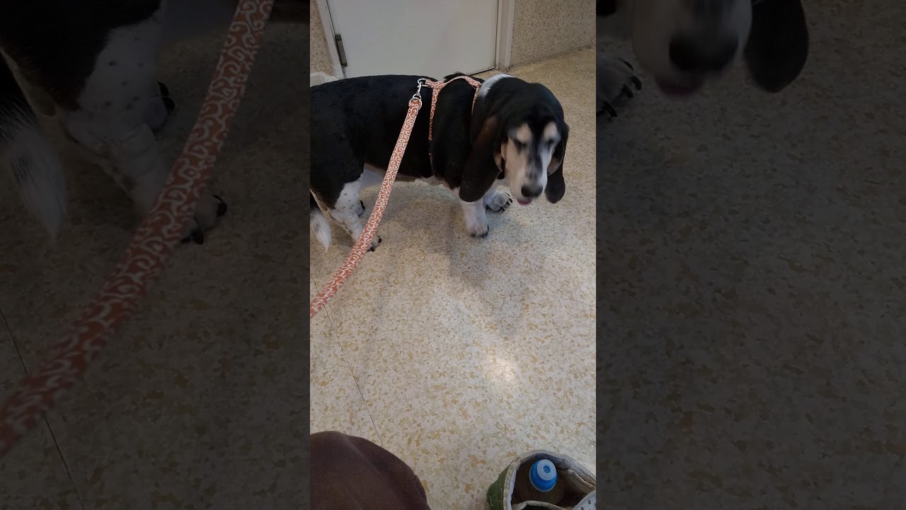 animal Hospital - YouTube