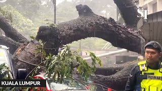 Malaysia: Tree falls in KL city with cars trapped under it, killing at least one man