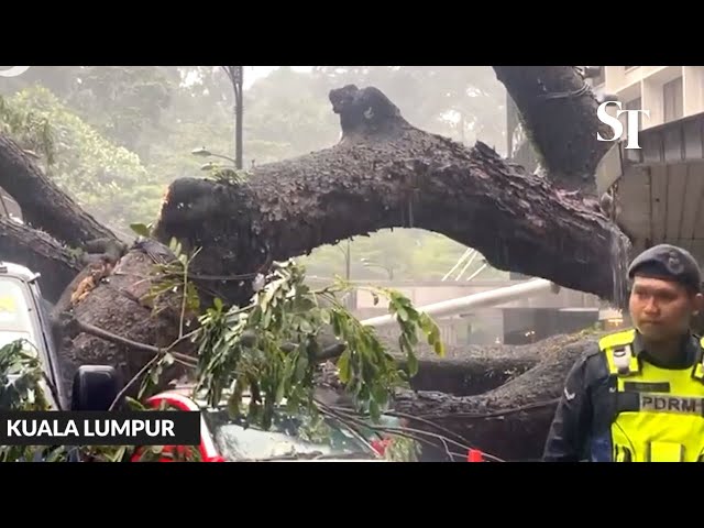 Malaysia: Tree falls in KL city with cars trapped under it, killing at least one man class=