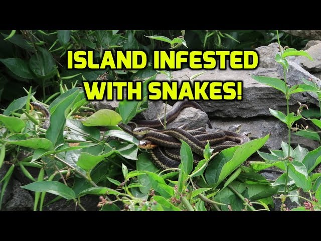 Sail To The Middle of Lake Ontario.  “Snake Island”.  If you don’t like snakes, DON’T COME HERE!