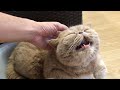 撫でられてご機嫌なブサカワ猫【エキゾチックショートヘア】