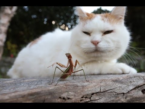 カマキリとしろ　Mantis and cat　181108