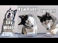 My Husky Talks to ALEXA And She Heard Him!