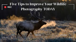 Five Tips for Improving your Wildlife Photography Today