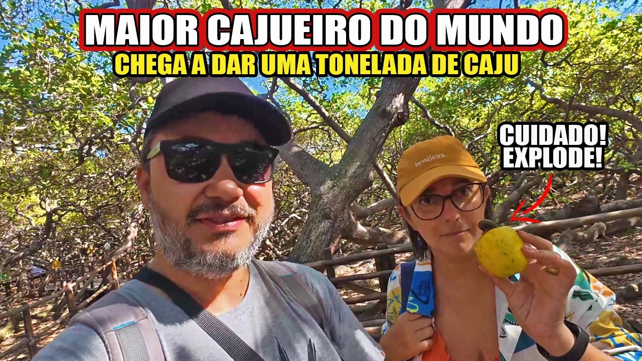 PASSEIO TOP EM NATAL! O MAIOR CAJUEIRO DO MUNDO - É A MAIOR ÁRVORE FRUTIFERA DO PLANETA 