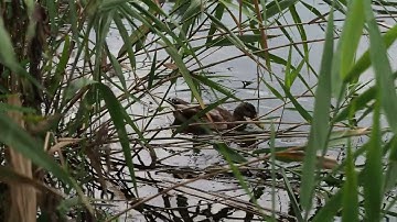 ZOOM F3 Field Recorder  192 kHz 32-bit Float mono  撮影距離５ｍ