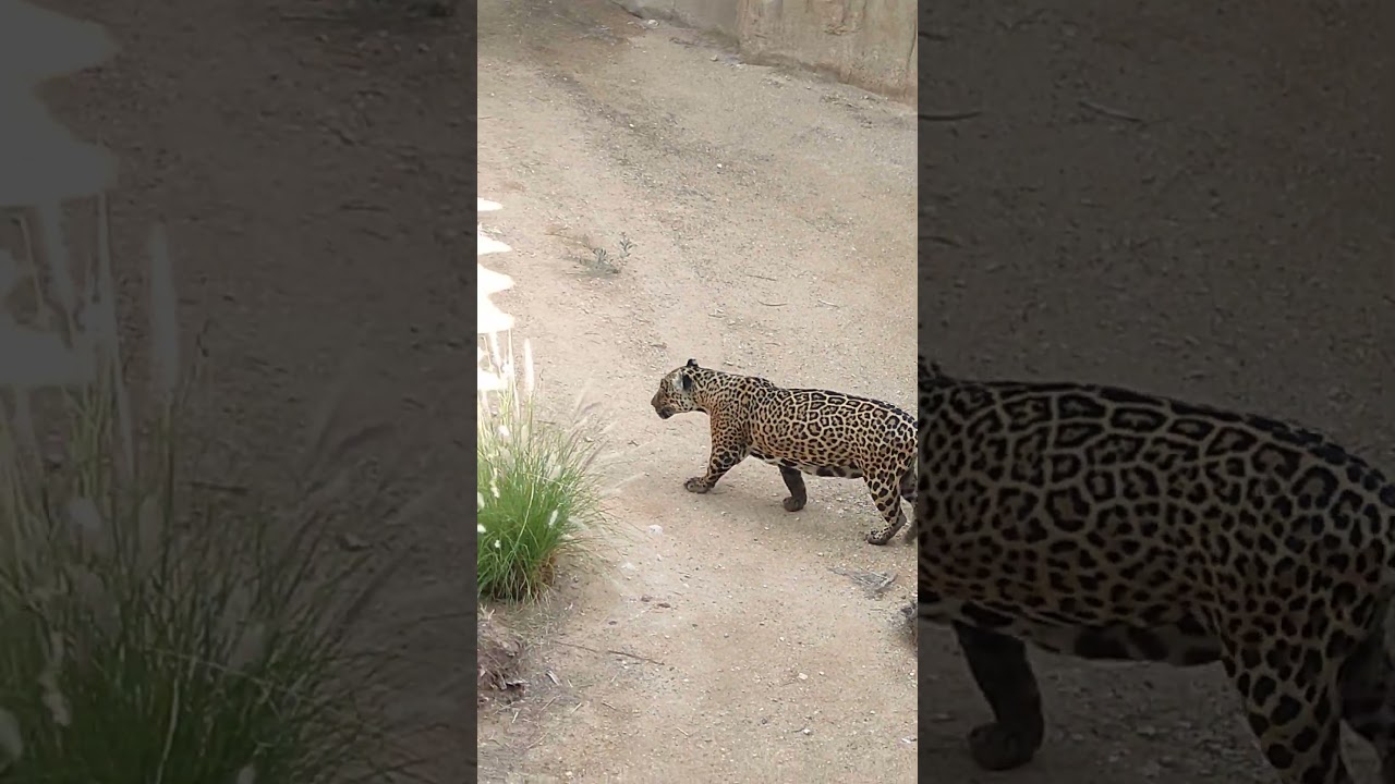 jaguar in Al Ain Zoo || Abu Dhabi ||United Arab Emirates