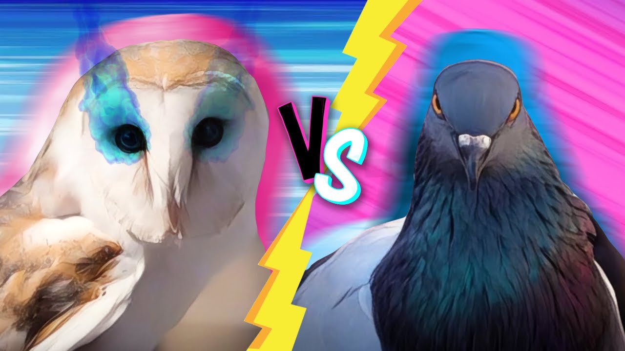 Ozzy Man Reviews: Owls vs Pigeons