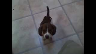 Buster Beagle at 3 months on kitchen floor @steinie44