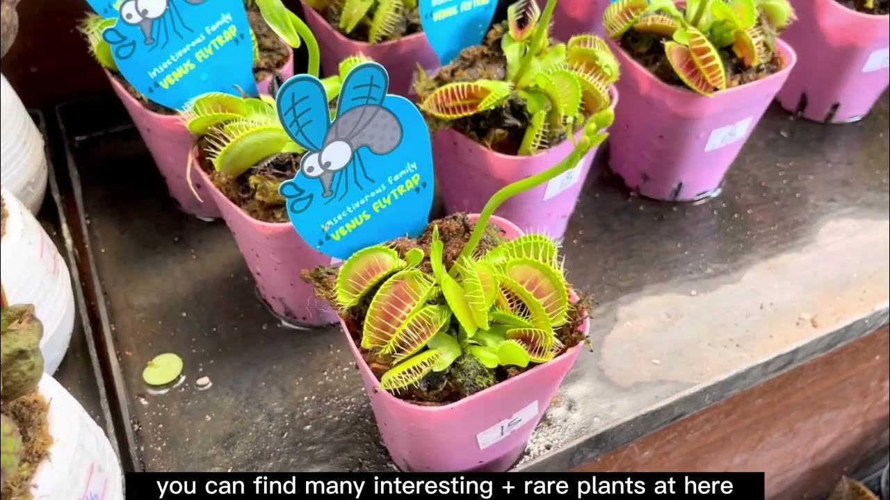 Where to buy plants in Singapore? Plant Nurseries and Shops Visit Day