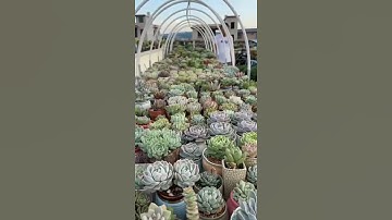 Easy Build Flower Racks With A Mini Greenhouse Like #satisfying #short