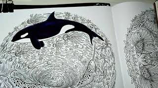Coloring of an Orca(Killer Whale)