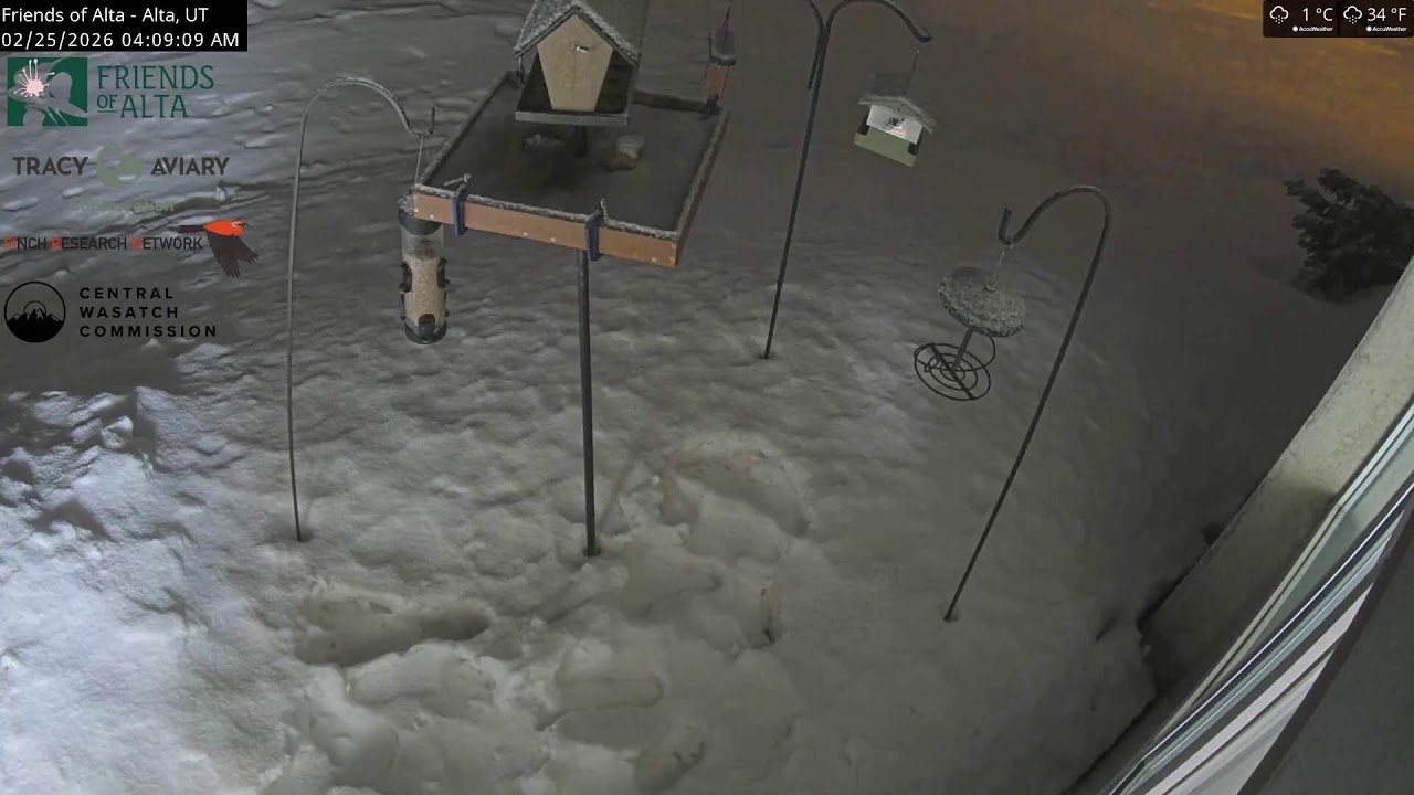 2026-02-24 - Night - Friends of Alta - Alta, UT - Live Stream Bird Feeder Cam (Tracy Aviary))