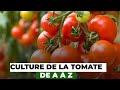 Culture de la tomate de A à Z