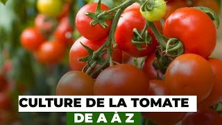 Culture de la tomate de A à Z