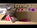 【第38話】段ボールからお気に入りの靴下を出そうとする子猫(面白い&可愛い子猫)