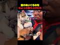ぬいぐるみを取られた猫の反応ｗ #猫 #猫動画 #猫のいる暮らし #猫の反応 #面白い猫 #甘えん坊猫
