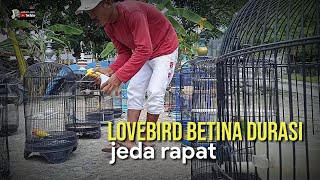 LOVEBIRD BETINA DURASI JEDA RAPAT awalnya (SINGLE FIGHTER)