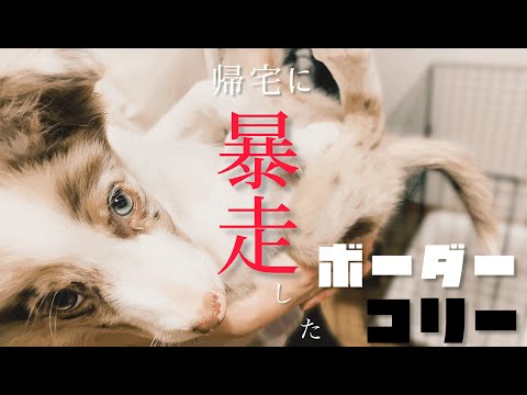 【ﾎﾞｰﾀﾞｰｺﾘｰ】主の帰宅に暴走コリーだゾ！｜VLOG