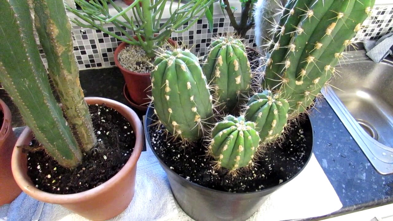 How to dry the soil out faster in Cactus  Plant  pots  for 