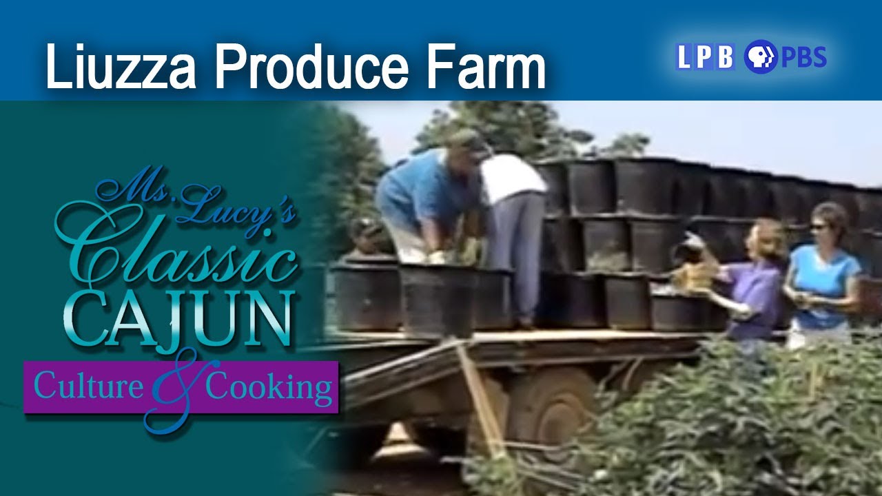 Liuzza Produce Farm | Tomatoes | Ms. Lucy (2003)