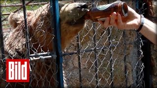 Besoffen: Bär trinkt 20 Liter Alkohol  Rettung der BierBärin in Albanien