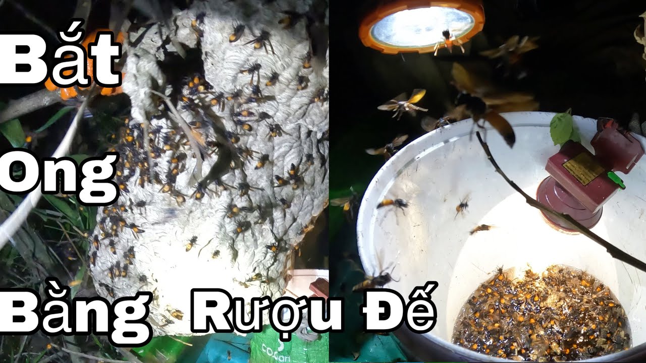 Đọc Đáo Bắt Ong Vò Vẻ Bằng Rượu Đế Hiệu Qủa 100 %