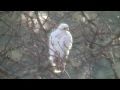 Leucistic Red Tail Hawk