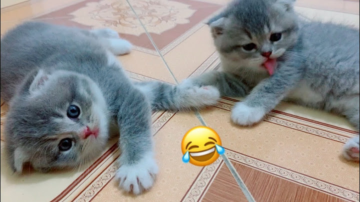 Watch the video about The newborn cats are so funny 🤪 too cute P305